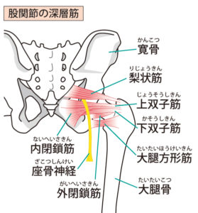 股関節の説明図